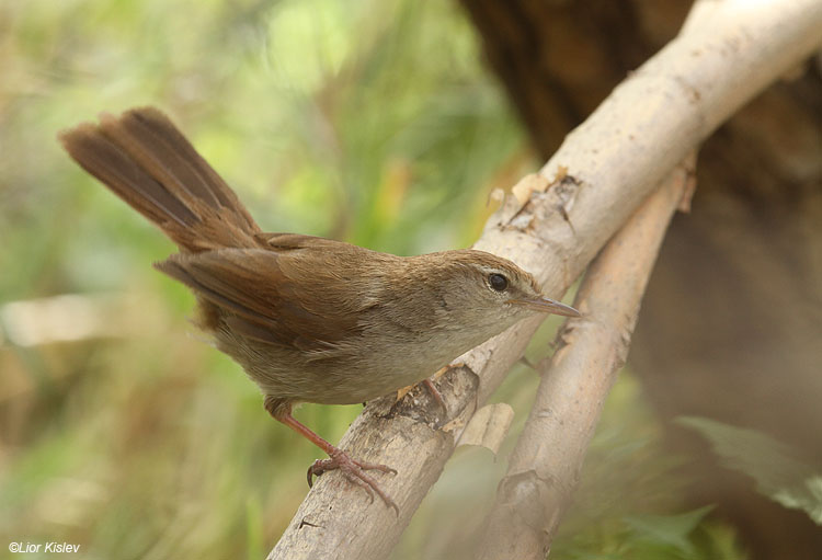    Cetti's Warbler Cettia cetti   Wadi Samak,Golan,Israel 02-05-11 Lior Kislev                                     